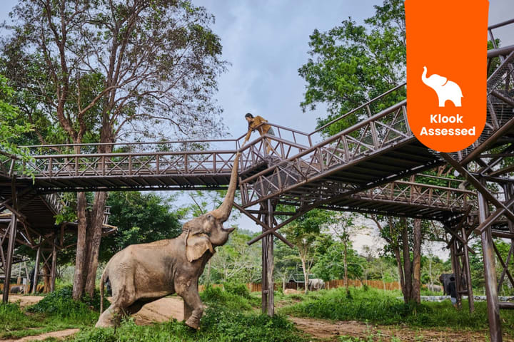 苏梅岛大象王国（Elephant Kingdom）体验