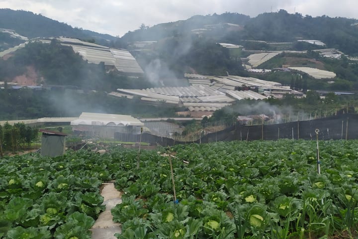 金马仑高原吉姆菜园门票