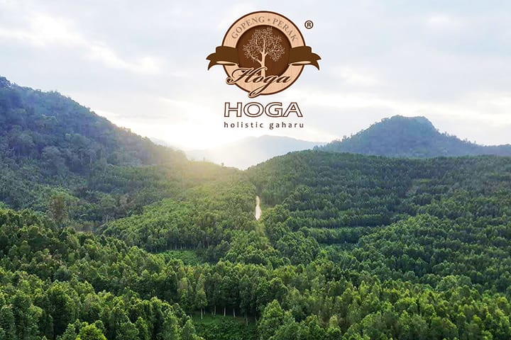 HOGA 沉香茶分行全日导览互动体验