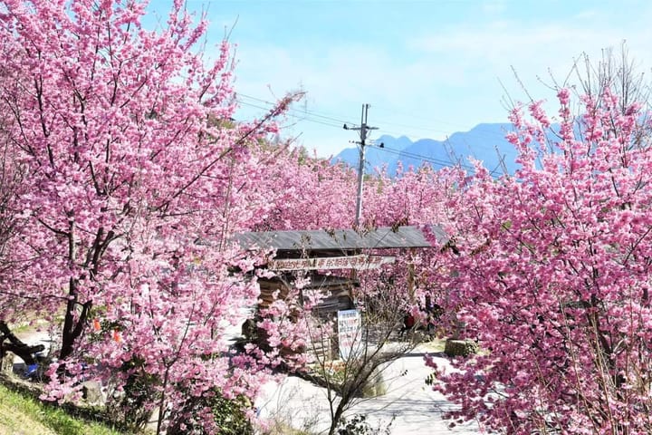 Hsinchu Smangus | Desa Tuhan • Kelompok Pohon Raksasa • Musim Bunga Sakura Februari-Maret Tur Sehari Bersama (Penjemputan di Taipei/Hsinchu)