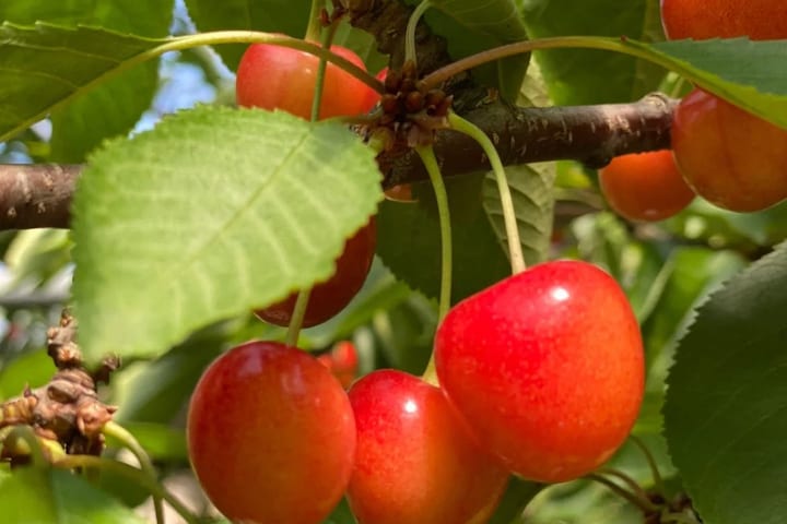 Yoichi Fruit Picking & Shakotan Peninsula Cape Kamui Insightful Day Trip (From Sapporo)