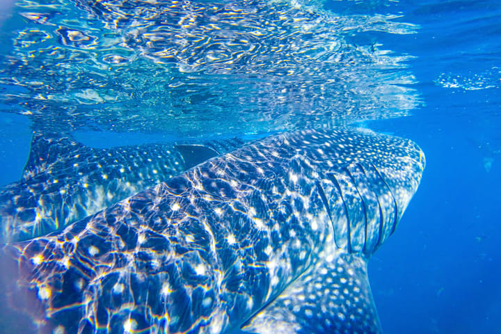 Whale Shark Scuba Diving di Oslob