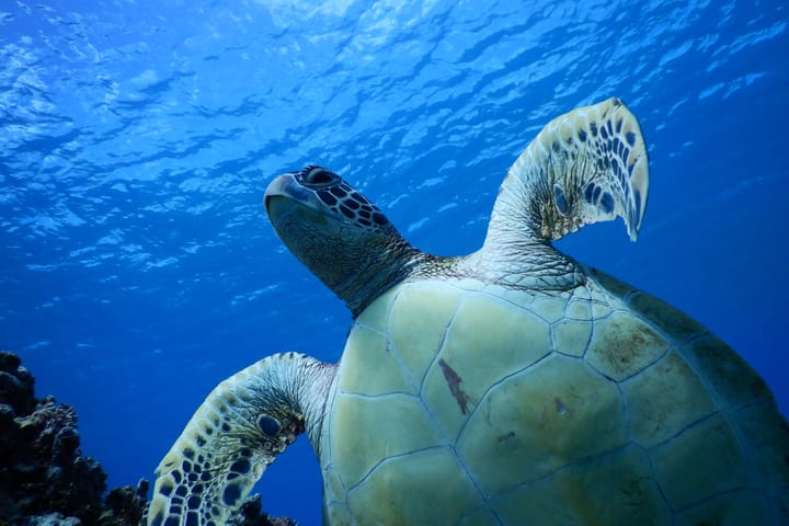 Tumon Turtle Quest: Kayak Snorkeling Adventure with PADI 5* Center