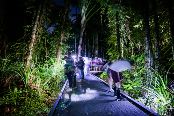 凯恩斯植物园夜间徒步摄影之旅