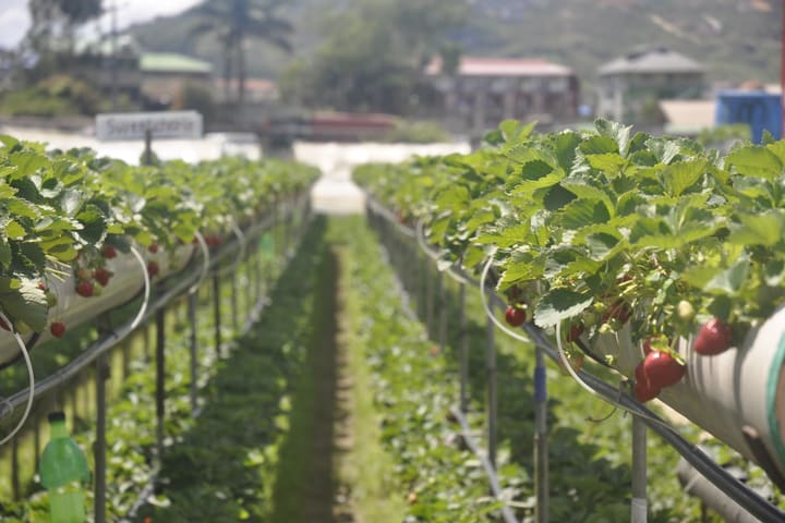 Strawberry Tour in Baguio