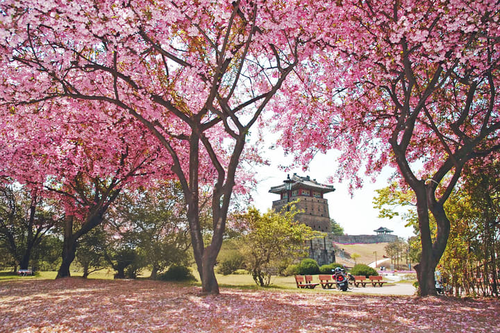 首尔一日游：水原华城与皇家樱花