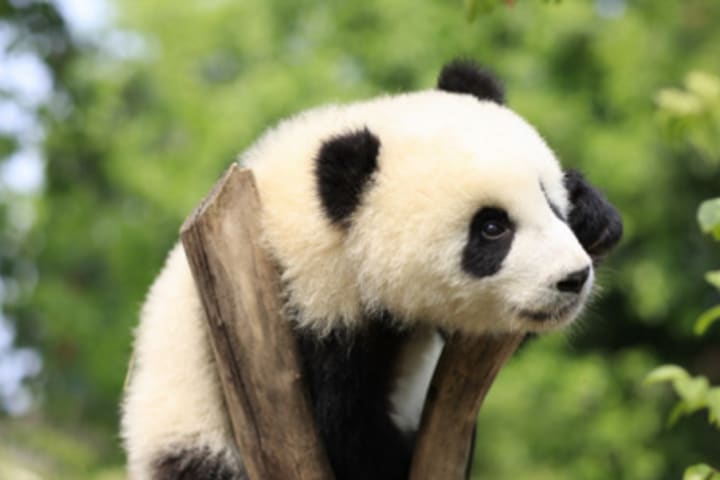 Chengdu Research Base of Giant Panda Breeding Ticket