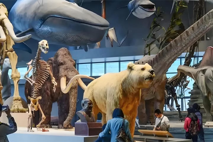 Tur Setengah Hari Museum Sejarah Alam Shanghai (kursus penjelasan mendalam 2 jam + tiket masuk opsional)