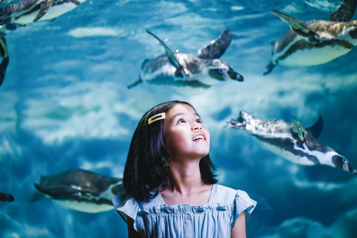 冲绳 DMM Kariyushi 水族馆门票