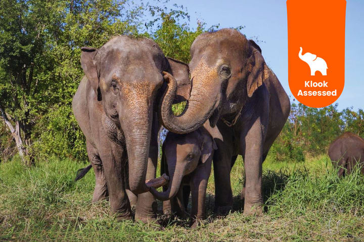 Bangkok Elephant Care Program di Bangkok Elephant Park