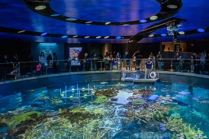 Tiket New England Aquarium