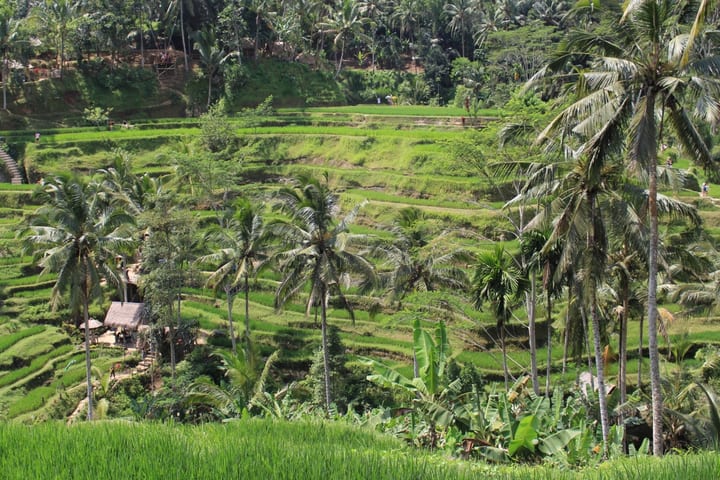 Ubud Monkey Forest and Tegalalang Private Trip