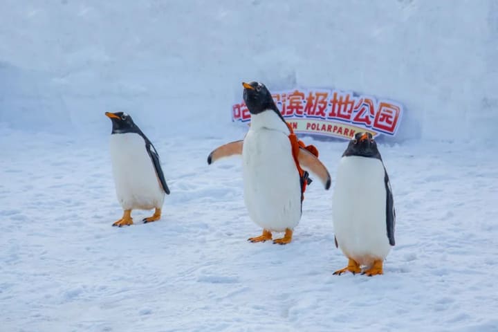 Tiket Harbin Polar Park