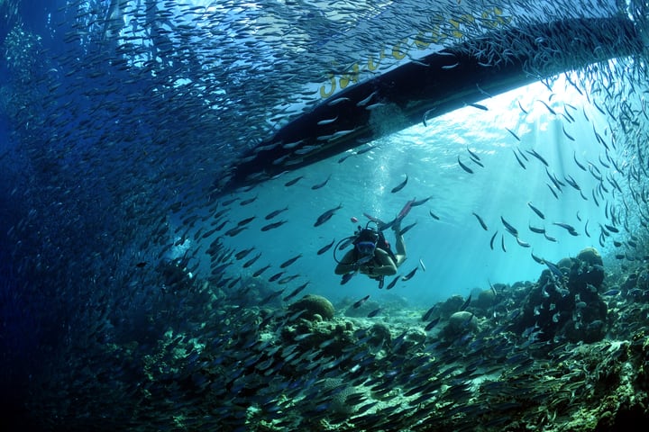 Beginner Scuba Diving in Moalboal with PADI