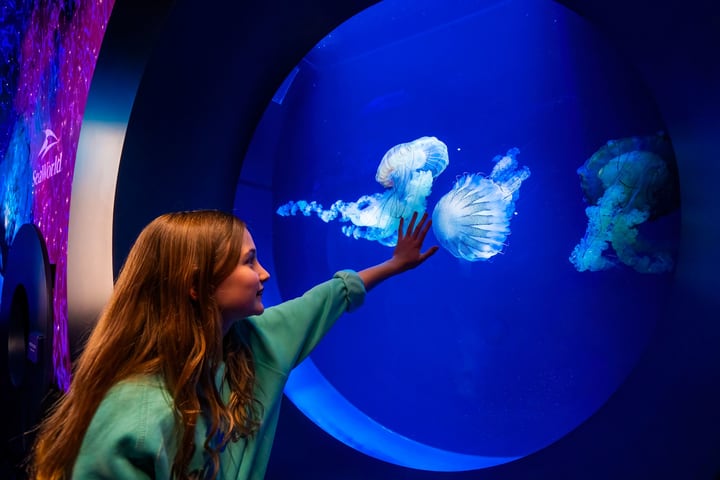 Tiket SeaWorld San Diego
