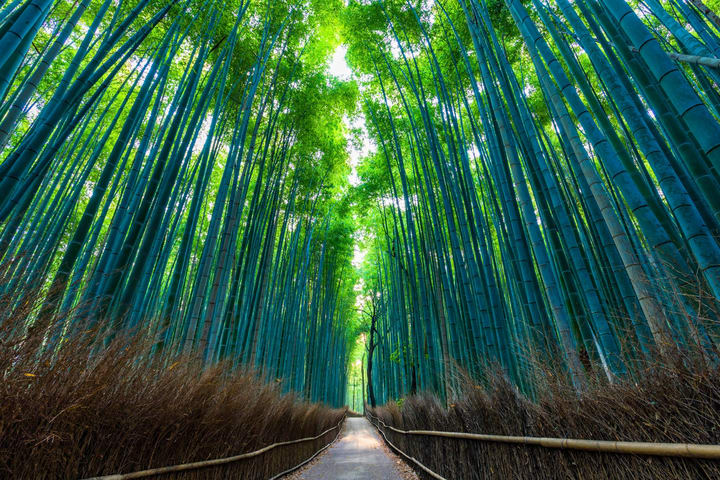 从京都出发，前往伏见稻荷大社 | 岚山 | 清水寺一日游