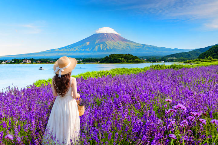 Tur Spot Instagramable Gunung Fuji & Eksplorasi Bunga Musiman di Danau Kawaguchi (Gratis Mochi Jepang)｜Keberangkatan dari Tokyo/Shinjuku