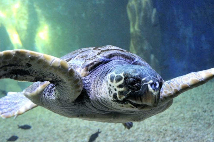 Cala Gonone Aquarium ticket in Sardinia