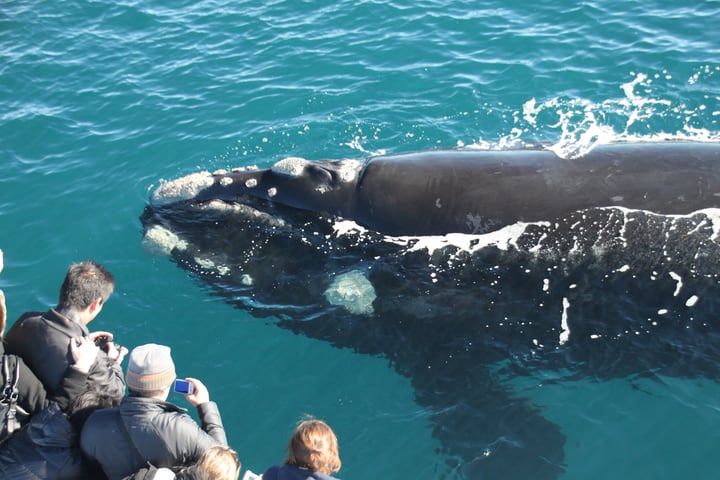 Whale Watching di Dunsborough