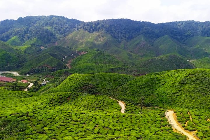 Cameron Highlands Private or Join In Day Tour dari Kuala Lumpur