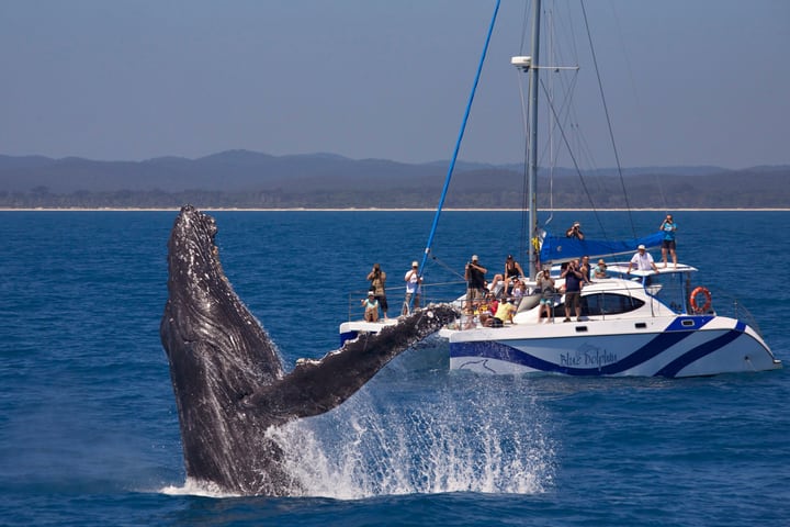 Whale Watching Encounter di Hervey Bay