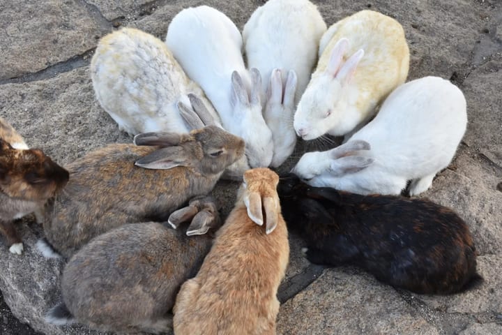 1-Day Tour: Takehara Historical Townscape & Rabbit Island