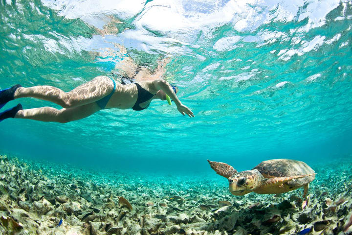 Apo Island Day Tour: Snorkeling & Sea Turtle Encounters