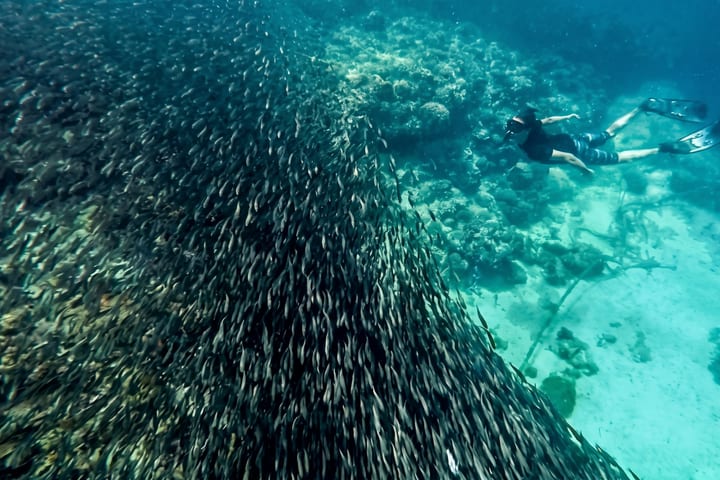 Island Hopping, Sardine Run, dan Canyoneering di Moalboal Cebu