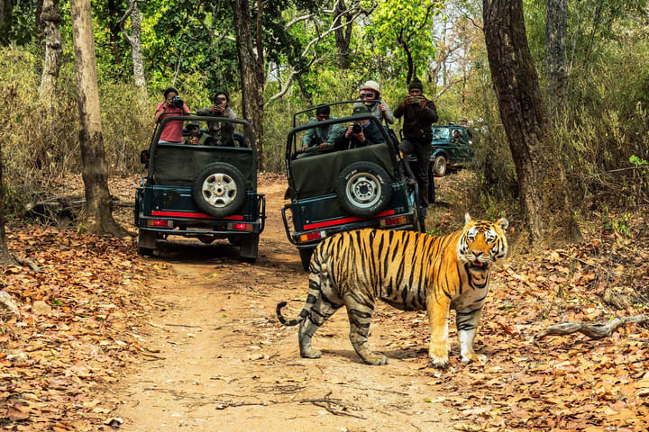 Tur Safari Hutan Chitwan 2/3/4 Hari
