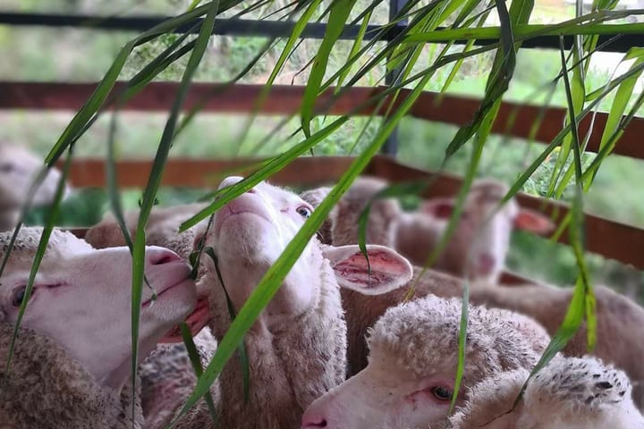 金马伦高原绵阳农场（The Sheep Sanctuary）门票