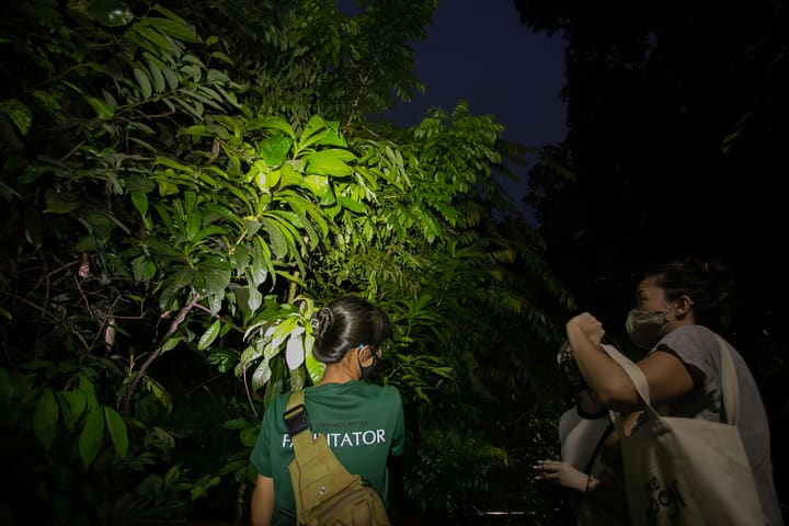 武吉巴督夜间自然生态探险之旅（The Untamed Paths提供）