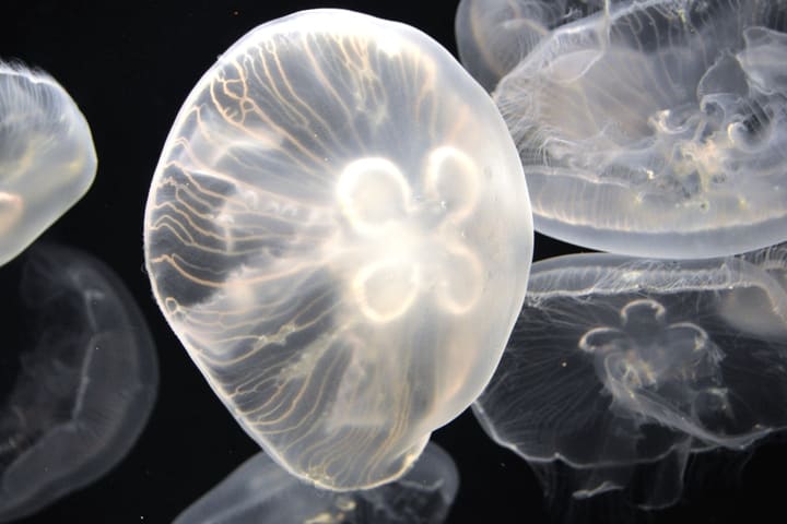 Tiket Shimane AQUAS Aquarium di Hamada