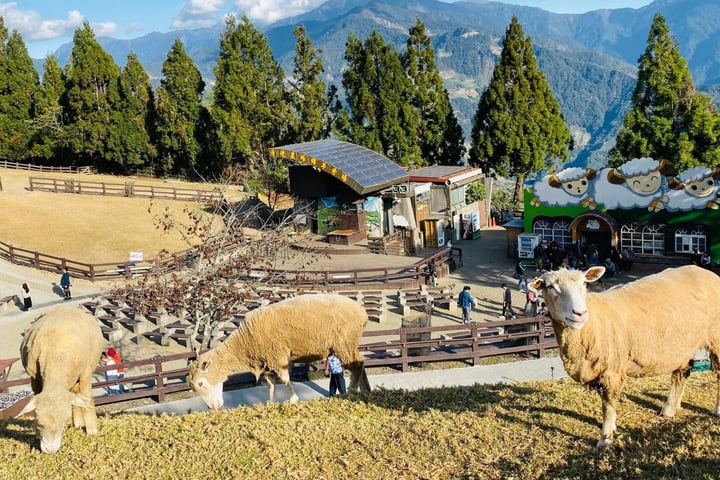 Tur Terpandu Sehari Penuh Taichung Qingjing Farm