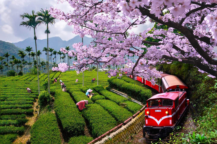 Chiayi: Tur Sehari Alishan & Fenqihu (Pengalaman Kereta Api Kecil Alishan / Berangkat dari Chiayi & Kaohsiung)