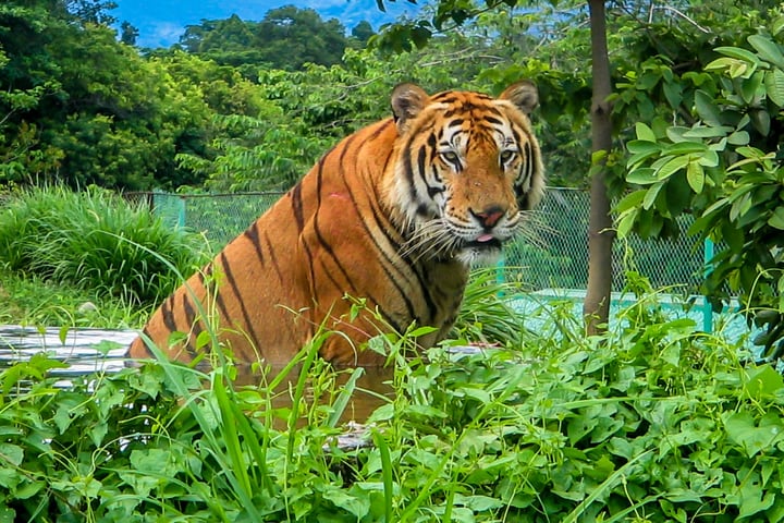 Zoocolate Thrills Ticket in Bohol