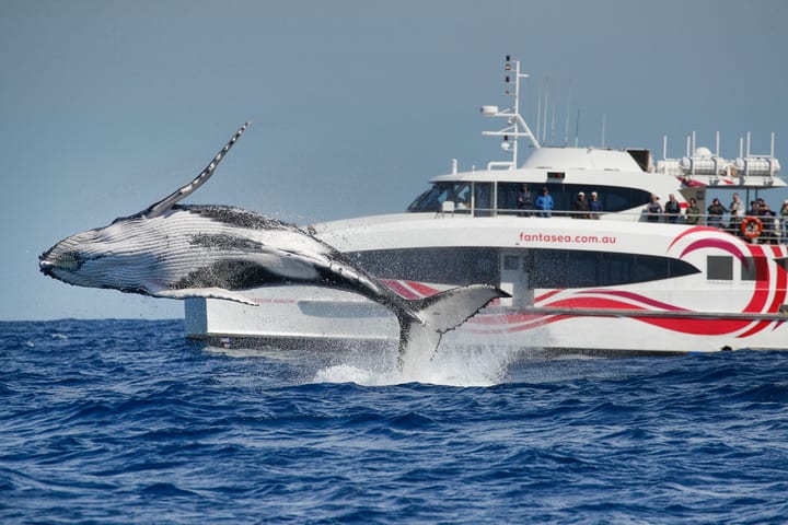 2.5-Hour Whale Watching Discovery Cruise on Sydney Harbour