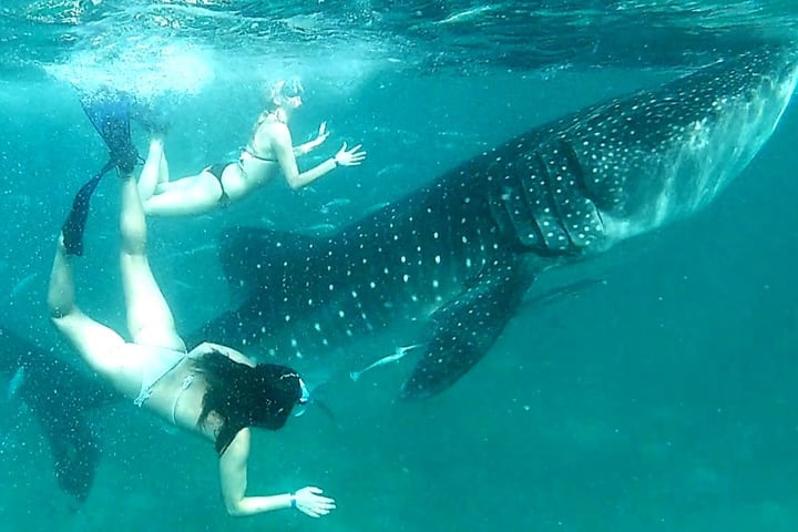 Oslob Whale Shark Watching and Aguinid Falls Adventure
