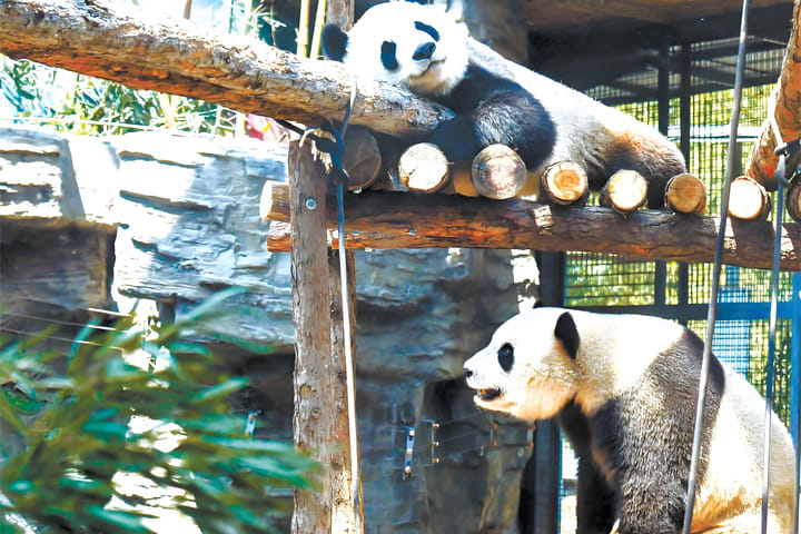 Tur Privat 1 Hari: Kebun Binatang Beijing + Paviliun Panda Raksasa + Tembok Besar Badaling