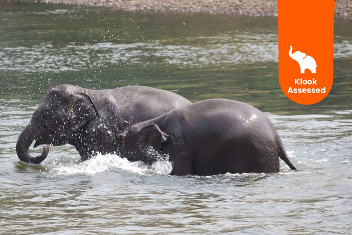 Elephant Day Care at Elephants World Kanchanaburi