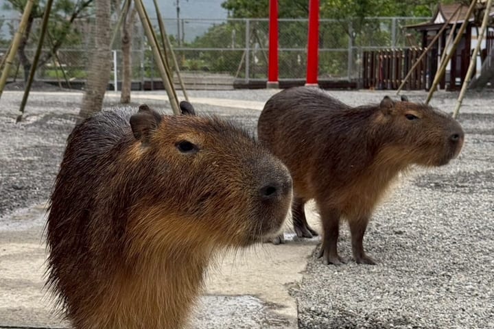 Yilan Zhang Mei Grandma Farm Tickets