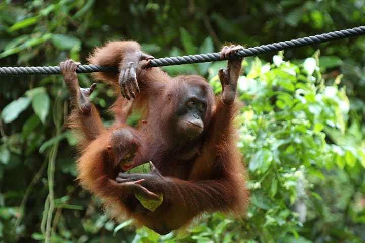 2D1N Stay in Sepilok Jungle Resort with Sepilok Wlidlife Tour di Sandakan