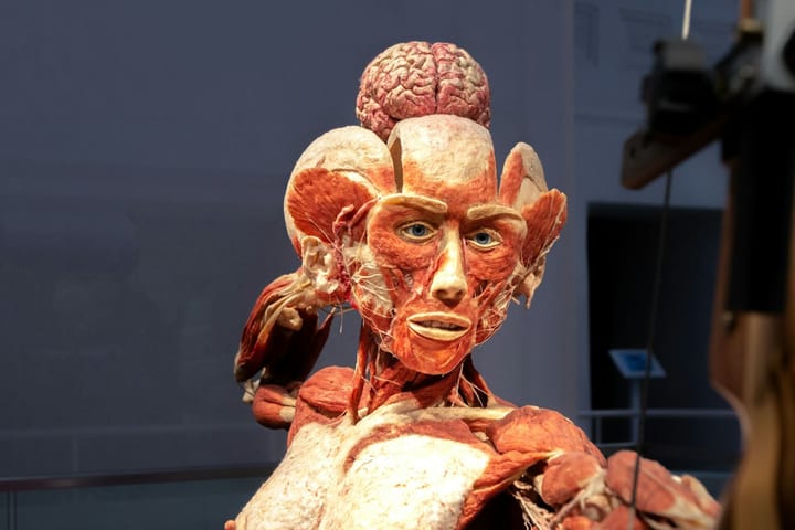 Body Worlds Museum Ticket in Heidelberg