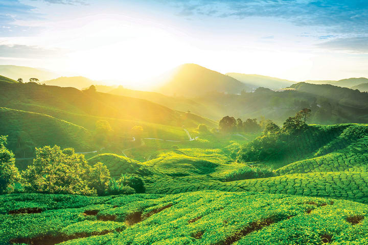 Cameron Highland Private Day Tour dari Kuala Lumpur