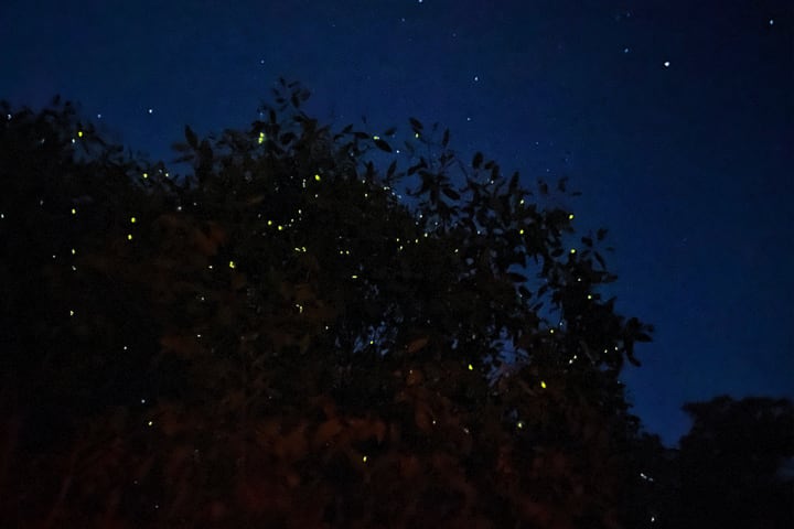 瓜拉雪兰莪萤火虫与蓝眼泪夜间之旅
