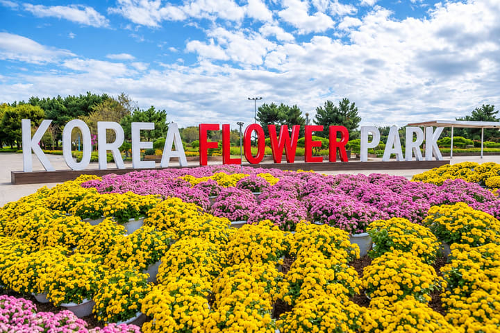 Blooming Moments in Taean: Tulip Festival & Amyeona