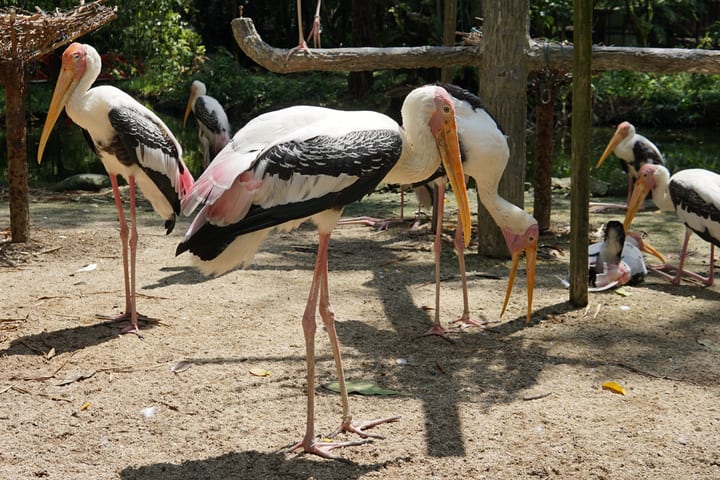 Tiket Penang Bird Park