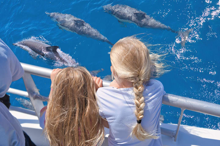 Auckland: Whales, Dolphins and Islands Cruise