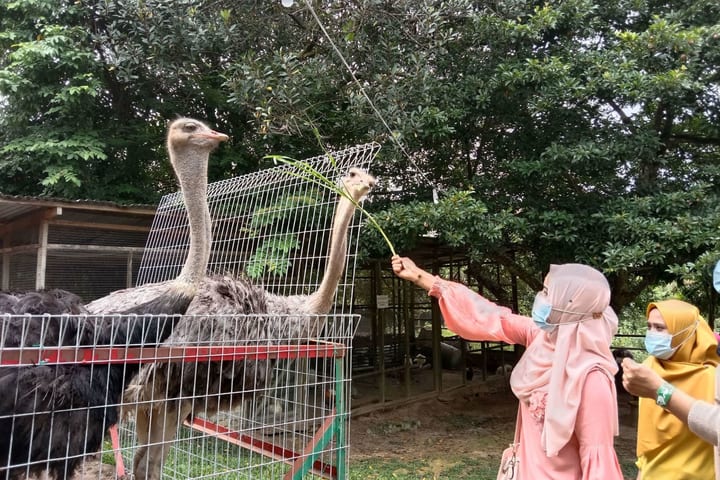 马来西亚波德申鸵鸟园（PD Ostrich & Pets Show Farm）门票