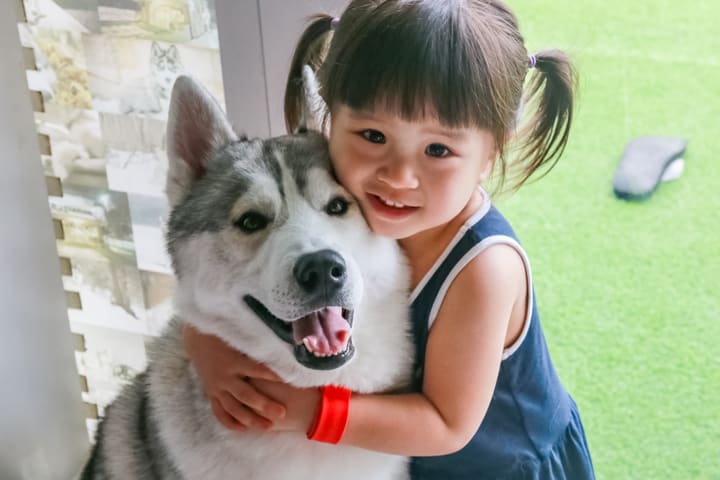 马六甲西伯利亚哈士奇和柴犬体验中心