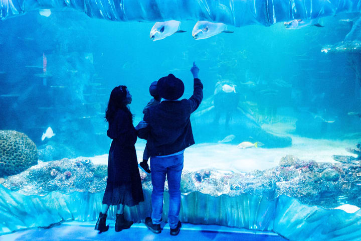Tiket SEA LIFE Sydney Aquarium